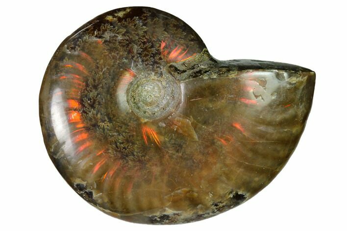 Red Flash Ammonite Fossil - Madagascar #151754